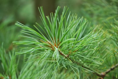 Pinus koraiensis - borovice korejská - jehlice